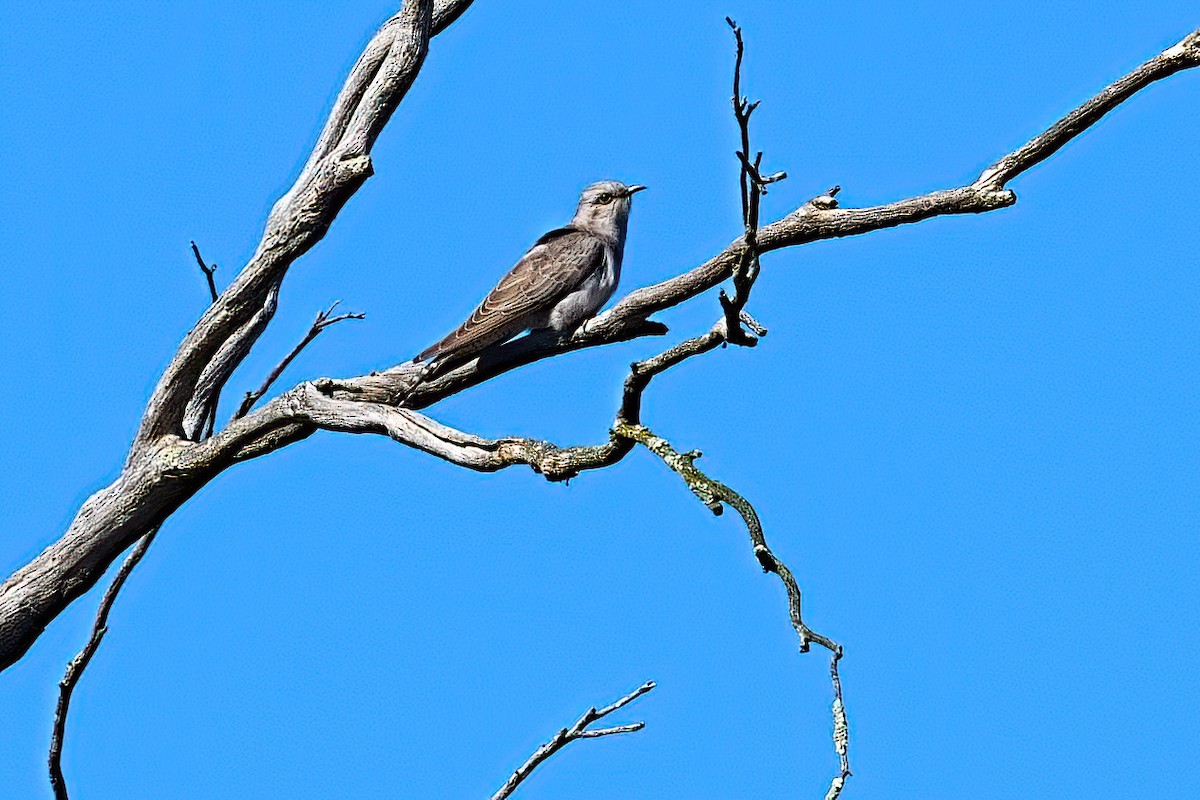 Зозуля бліда - ML646498506