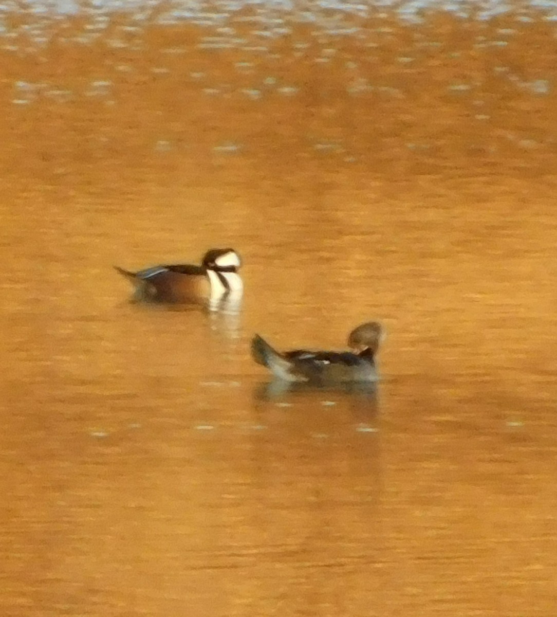 Hooded Merganser - ML646498507