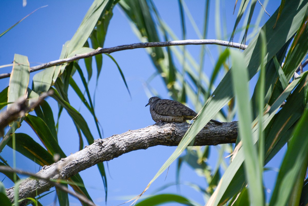 Inca Dove - ML646498508