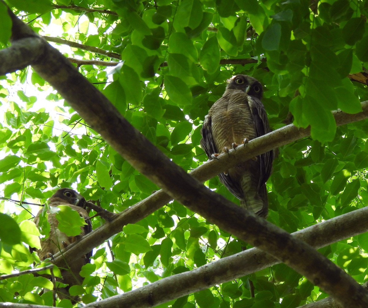 Nínox Rojizo - ML646498509