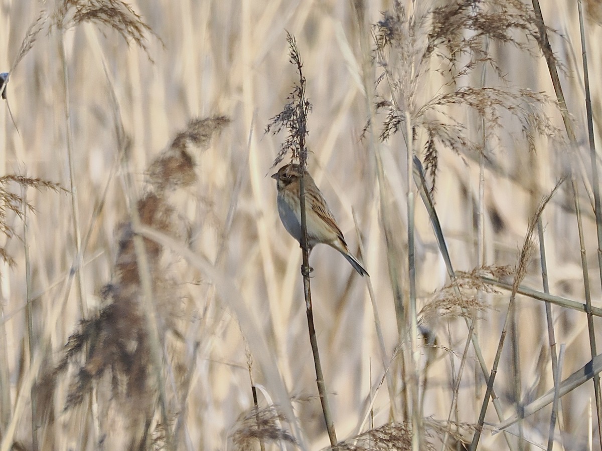 גיבתון חום-לחי - ML646498515