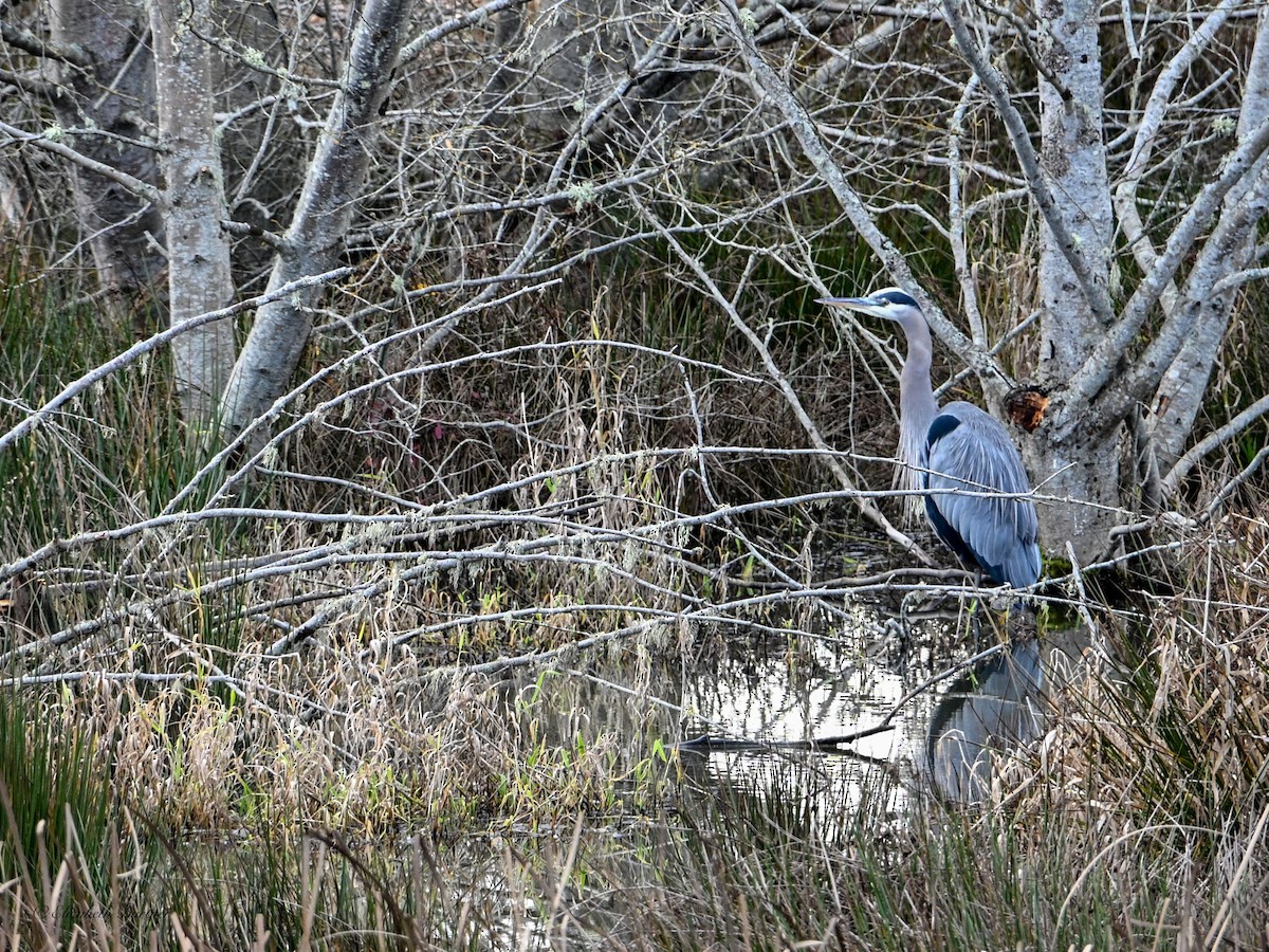 Great Blue Heron - ML646498528