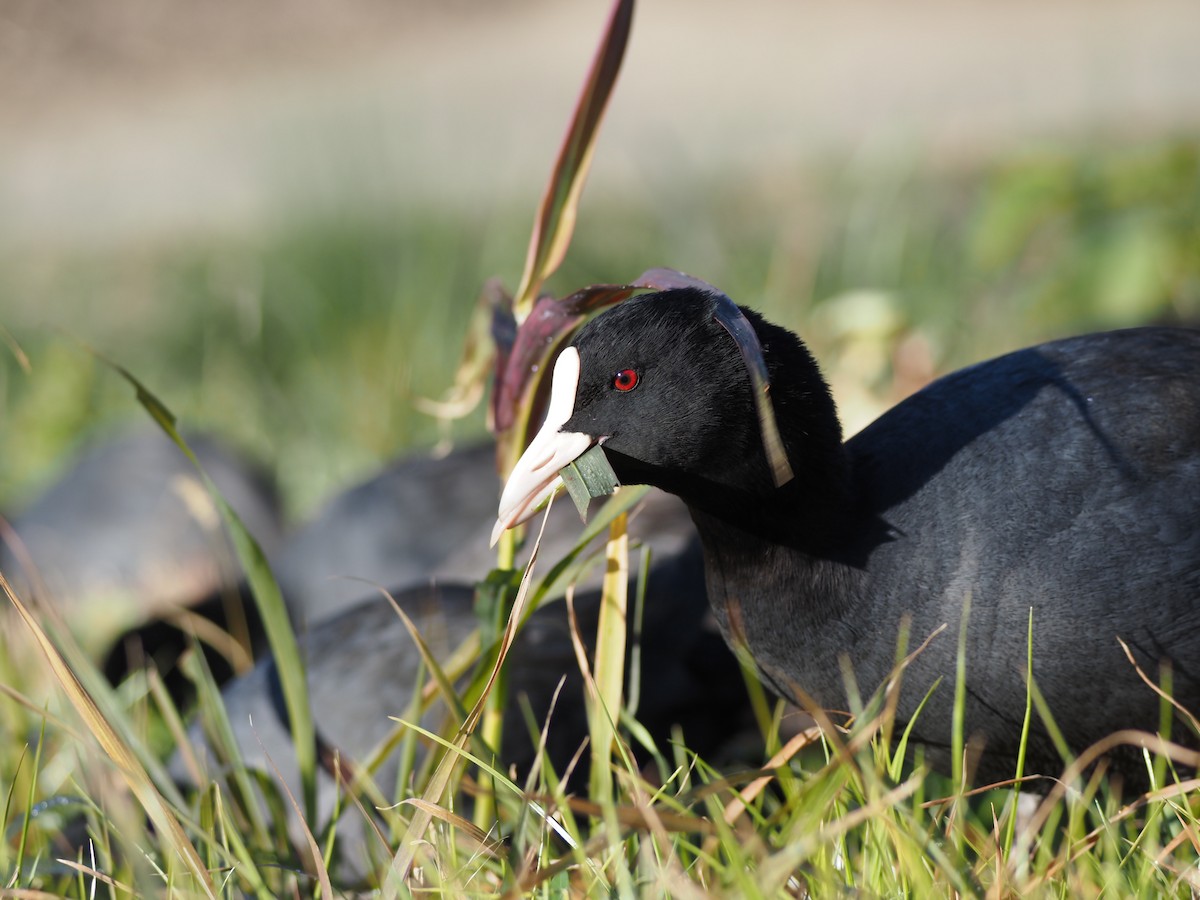 Лиска звичайна - ML646498551