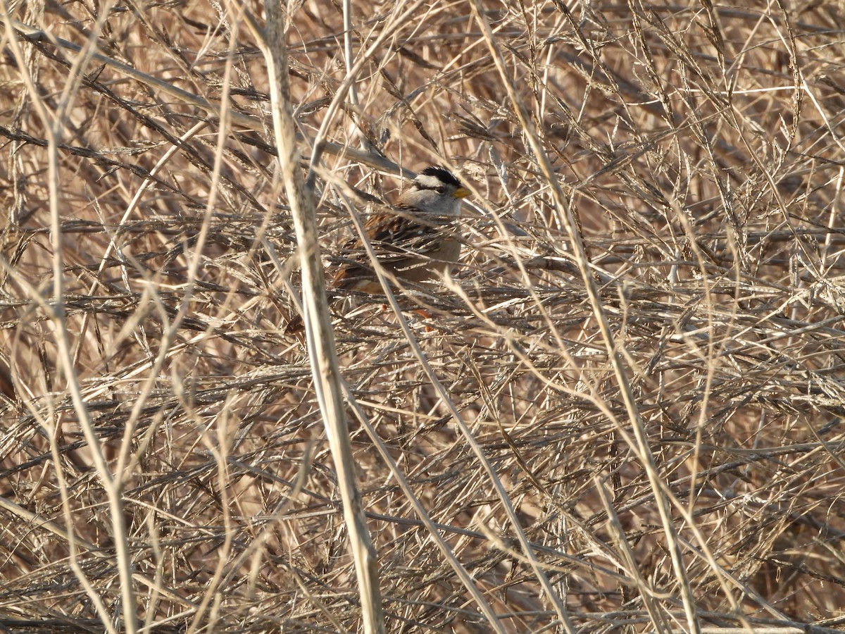 White-crowned Sparrow - ML646498554