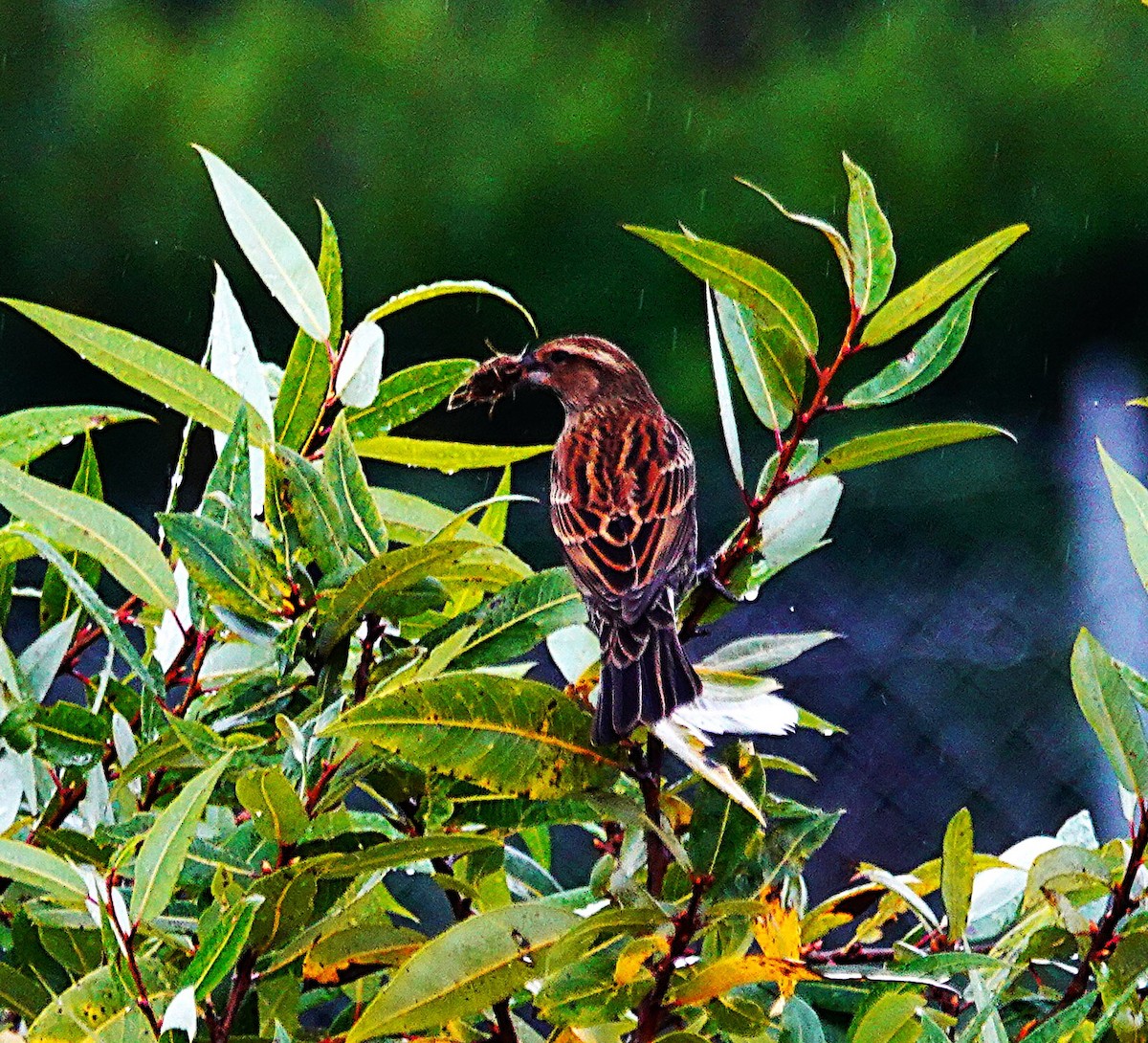 Red-winged Blackbird - ML646498556