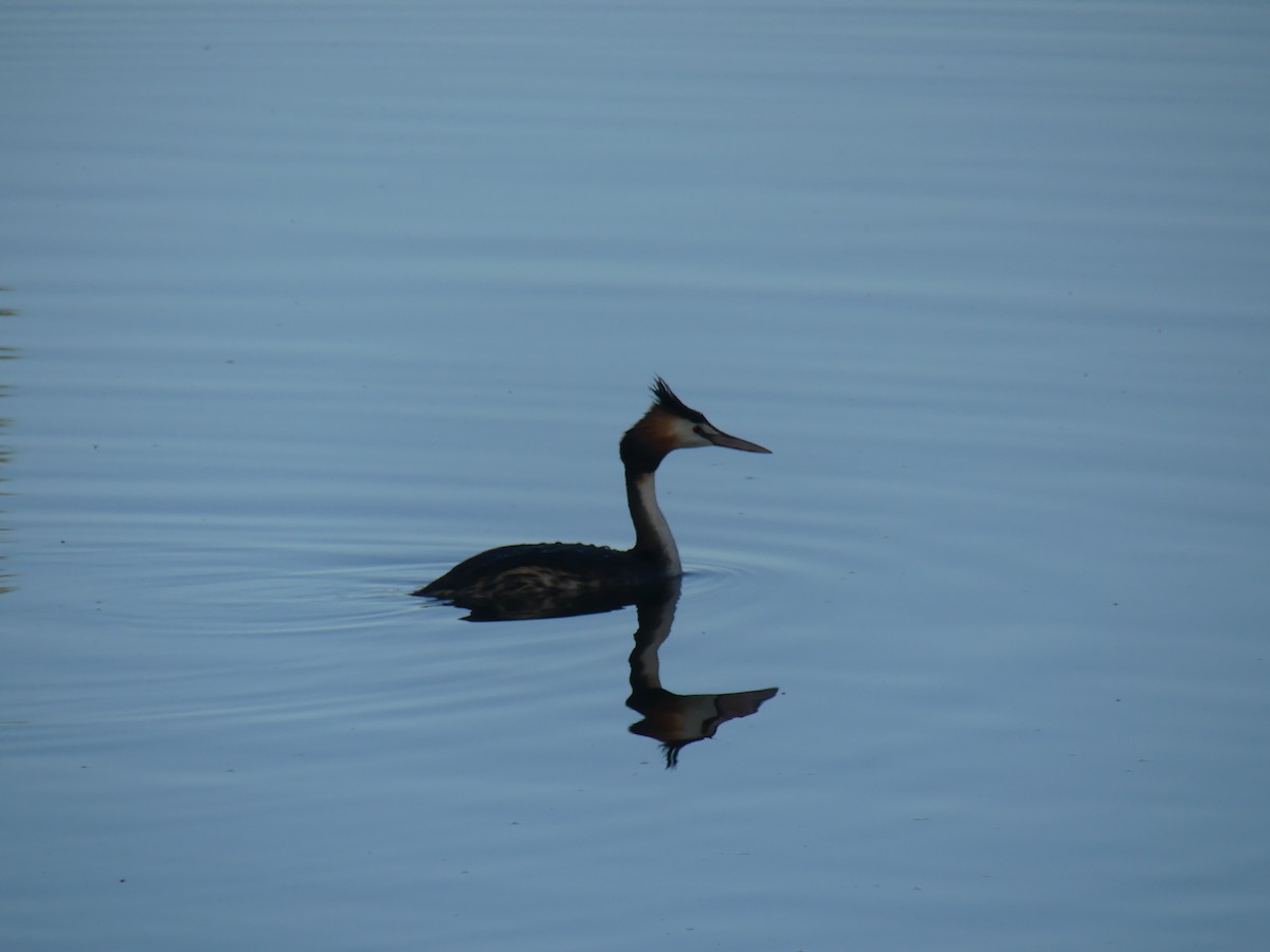 Great Crested Grebe - ML646498562