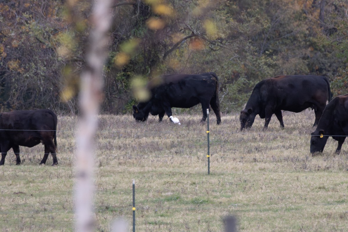 kuhegre - ML646498563