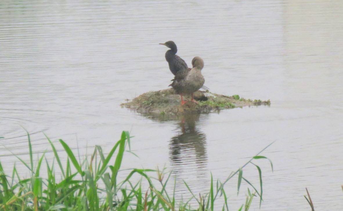 Indian Spot-billed Duck - ML646498565