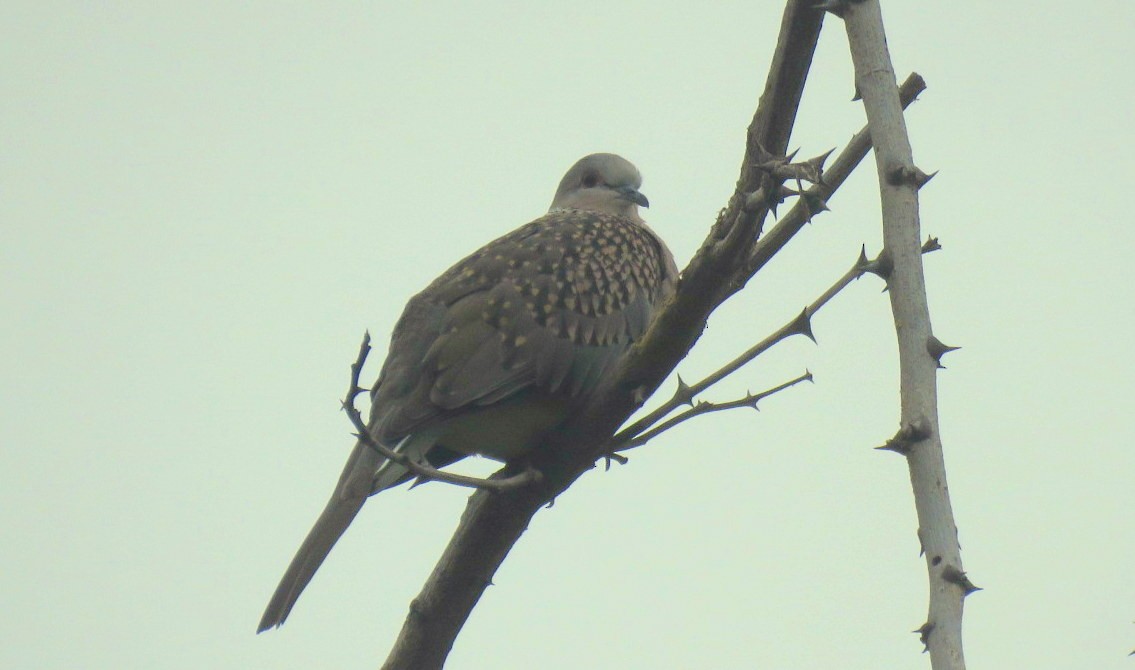 Spotted Dove - ML646498589