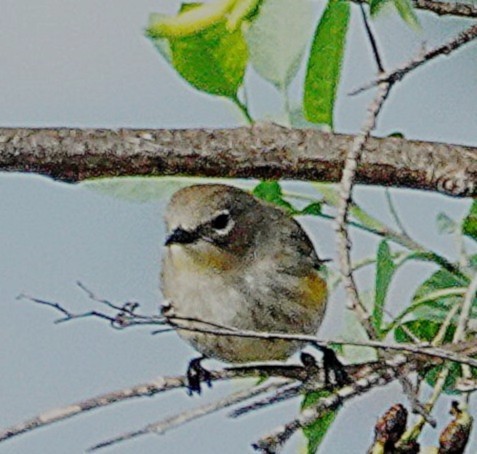 Yellow-rumped Warbler - ML646498608