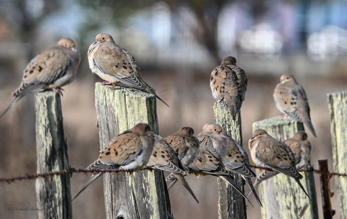 Mourning Dove - ML646498614