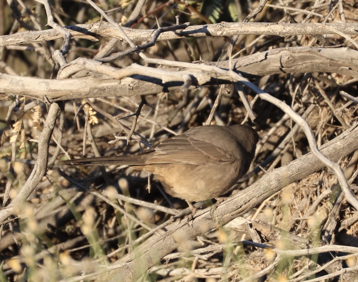 Abert's Towhee - ML646498617