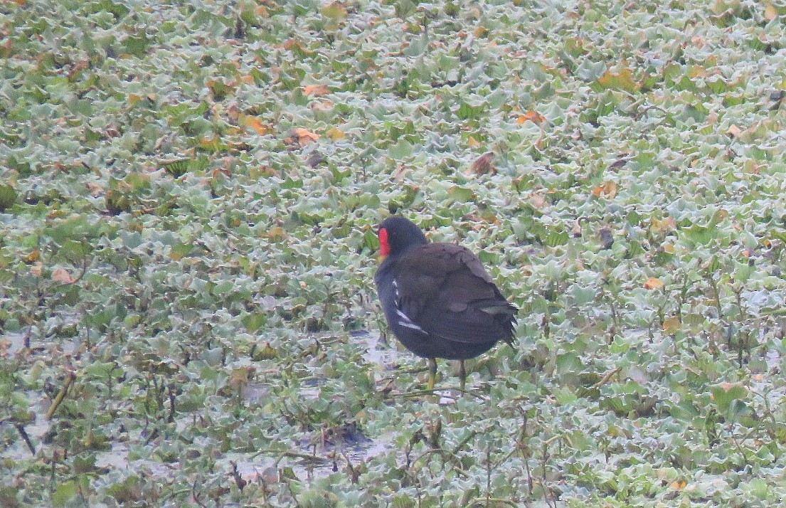 Eurasian Moorhen - ML646498620