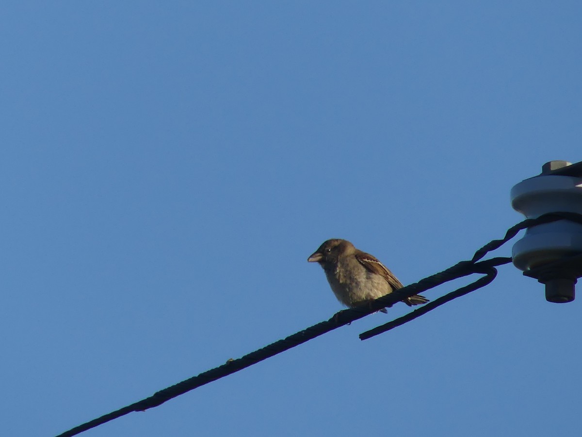 家麻雀 - ML646498621