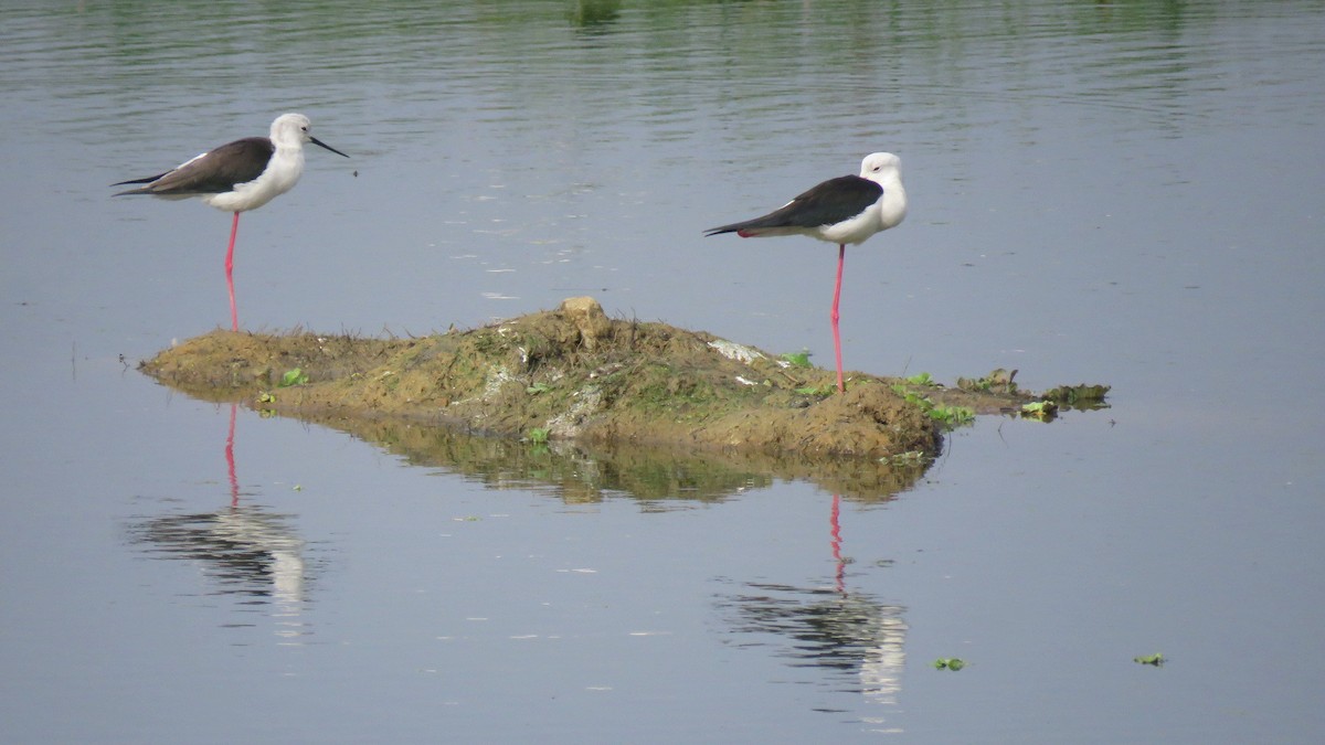 Black-winged Stilt - ML646498629