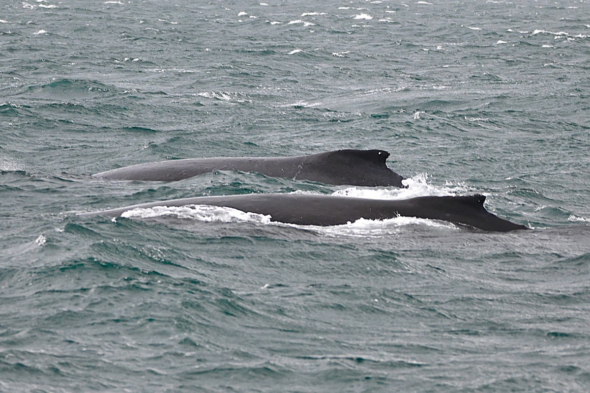 Animals - ML646498630