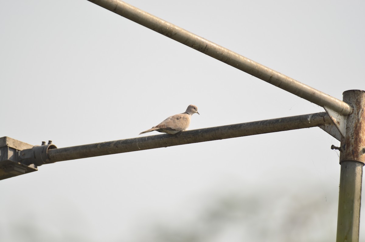 Eurasian Collared-Dove - ML646498632