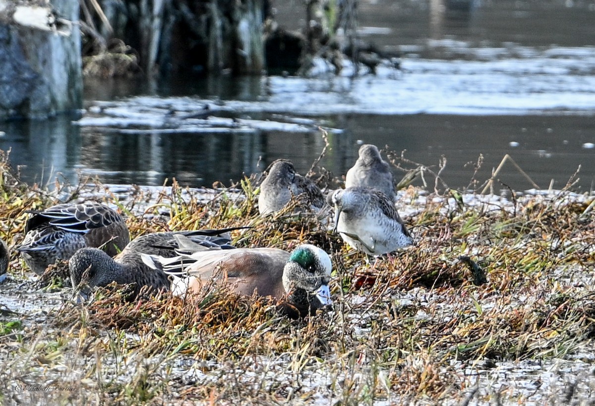 Long-billed Dowitcher - ML646498633