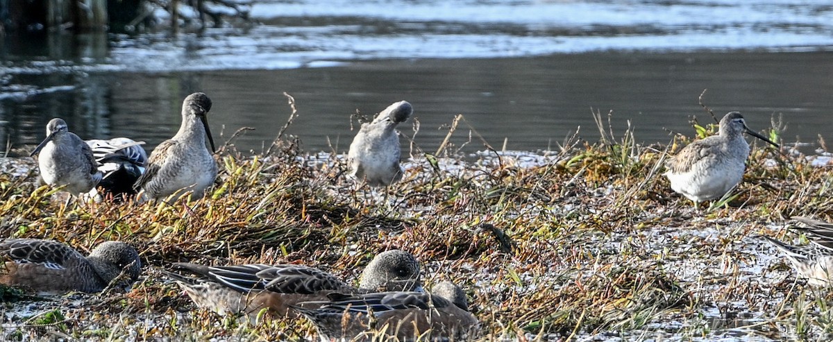 Long-billed Dowitcher - ML646498634