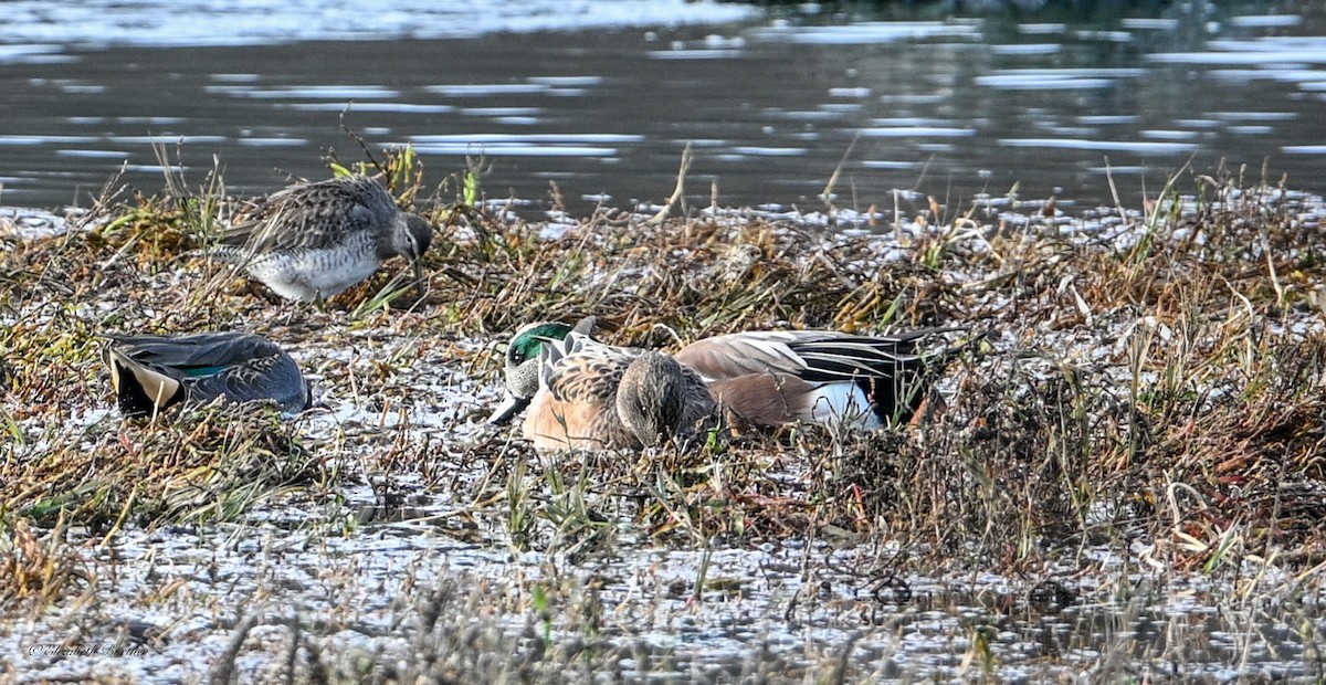 Long-billed Dowitcher - ML646498636