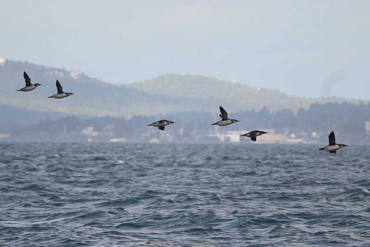 Common Murre - ML646498637