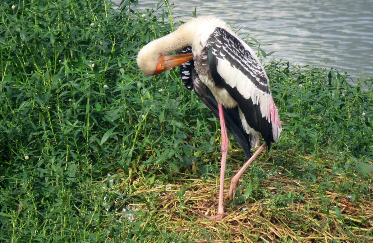 Painted Stork - ML646498638