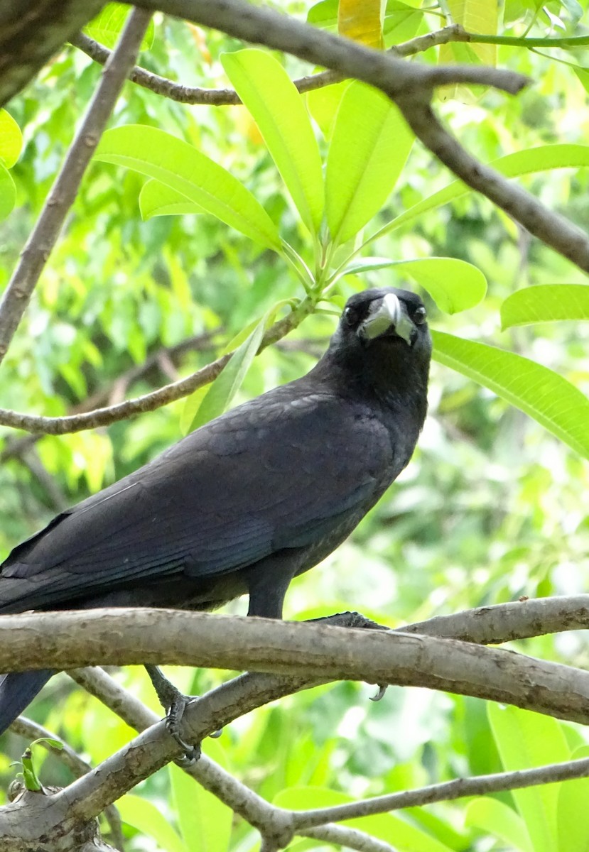 Large-billed Crow - ML646498640