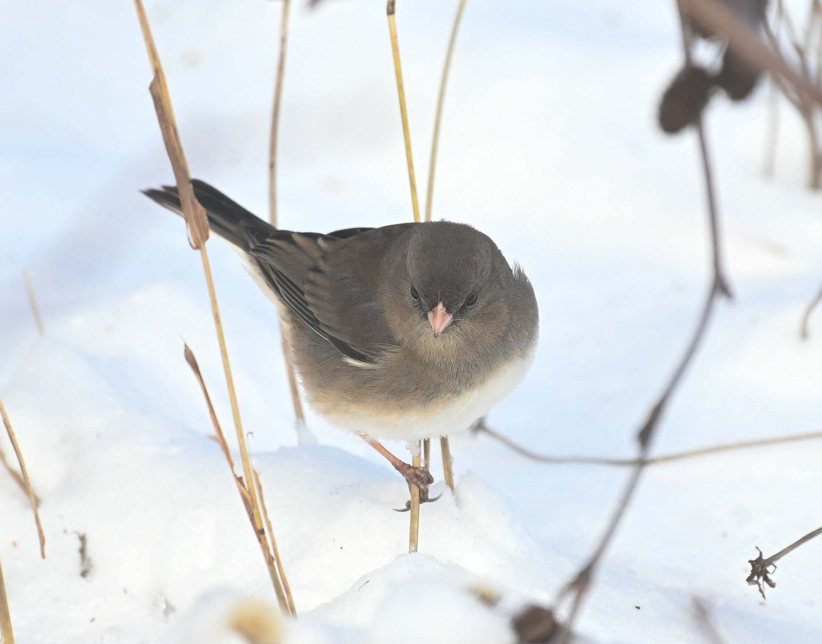 ユキヒメドリ - ML646498641