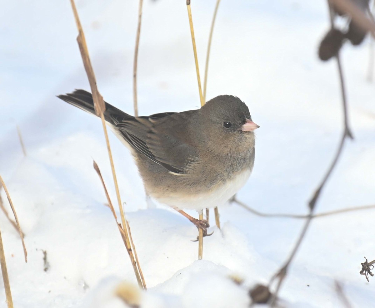 ユキヒメドリ - ML646498642