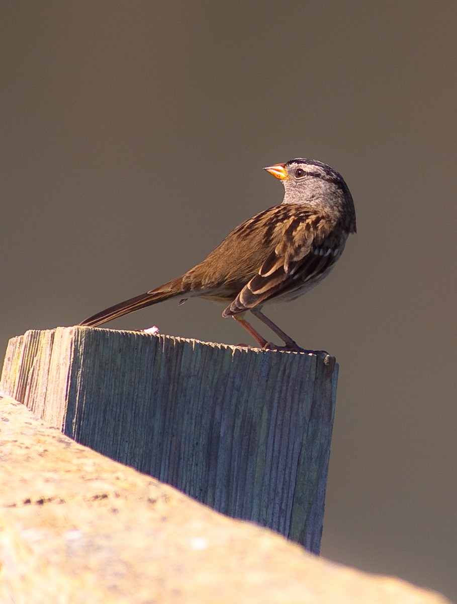 White-crowned Sparrow - ML646498651