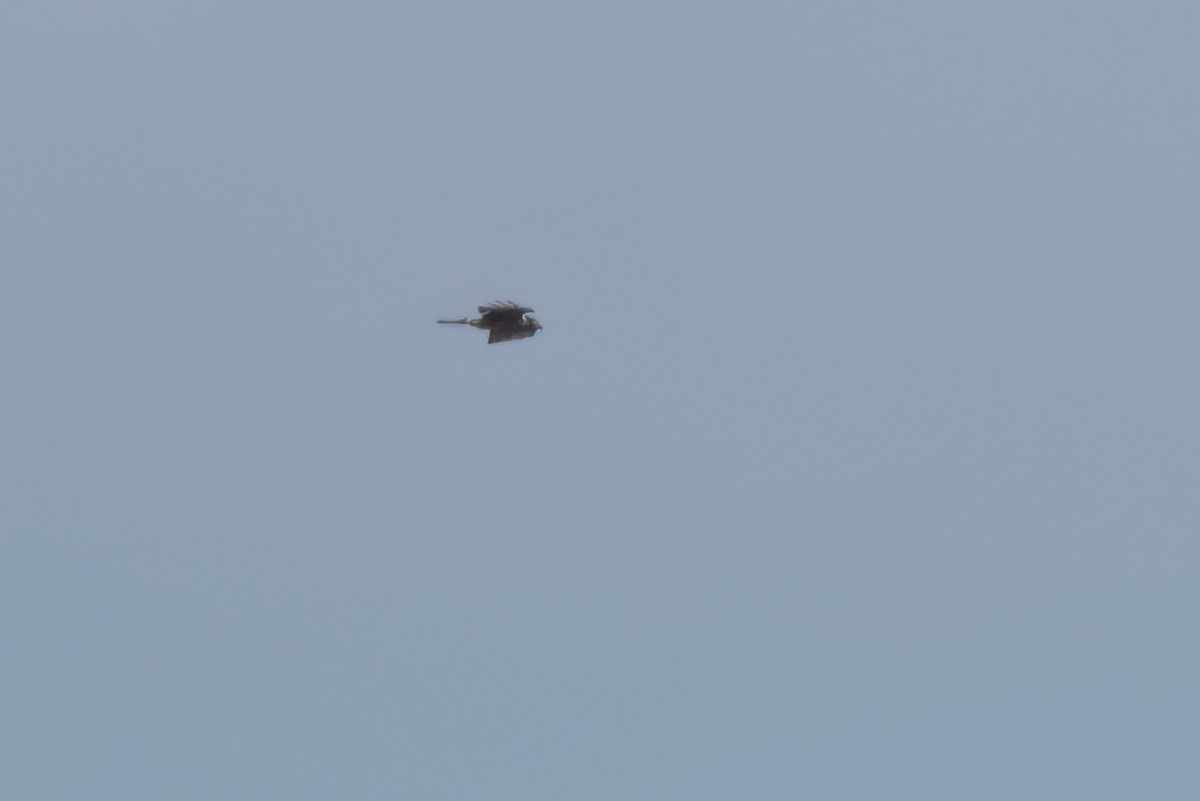 Hook-billed Kite - ML646498652