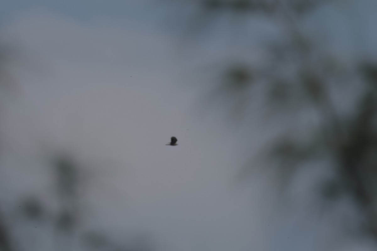 Hook-billed Kite - ML646498653