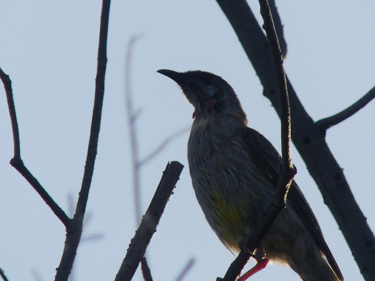Red Wattlebird - ML646498654