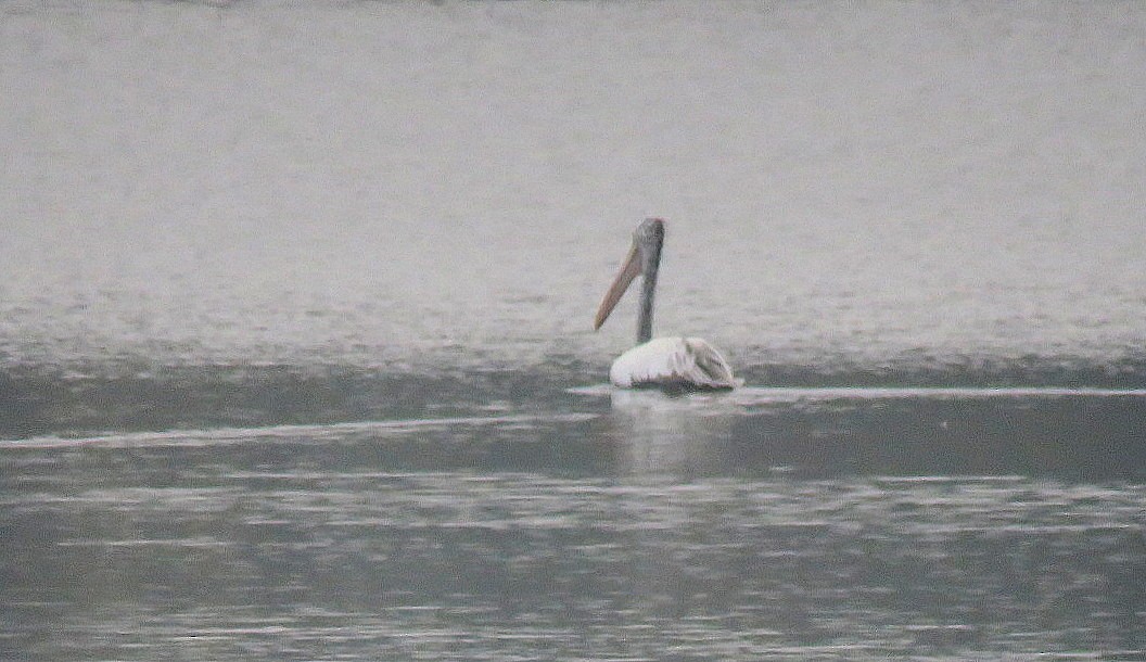 Spot-billed Pelican - ML646498655