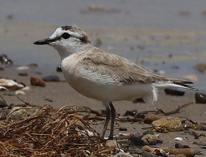 Белолобый зуёк - ML646498656