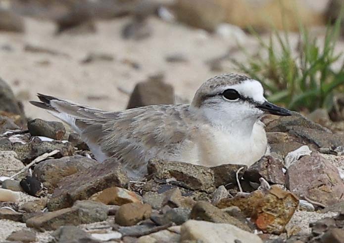 Белолобый зуёк - ML646498657