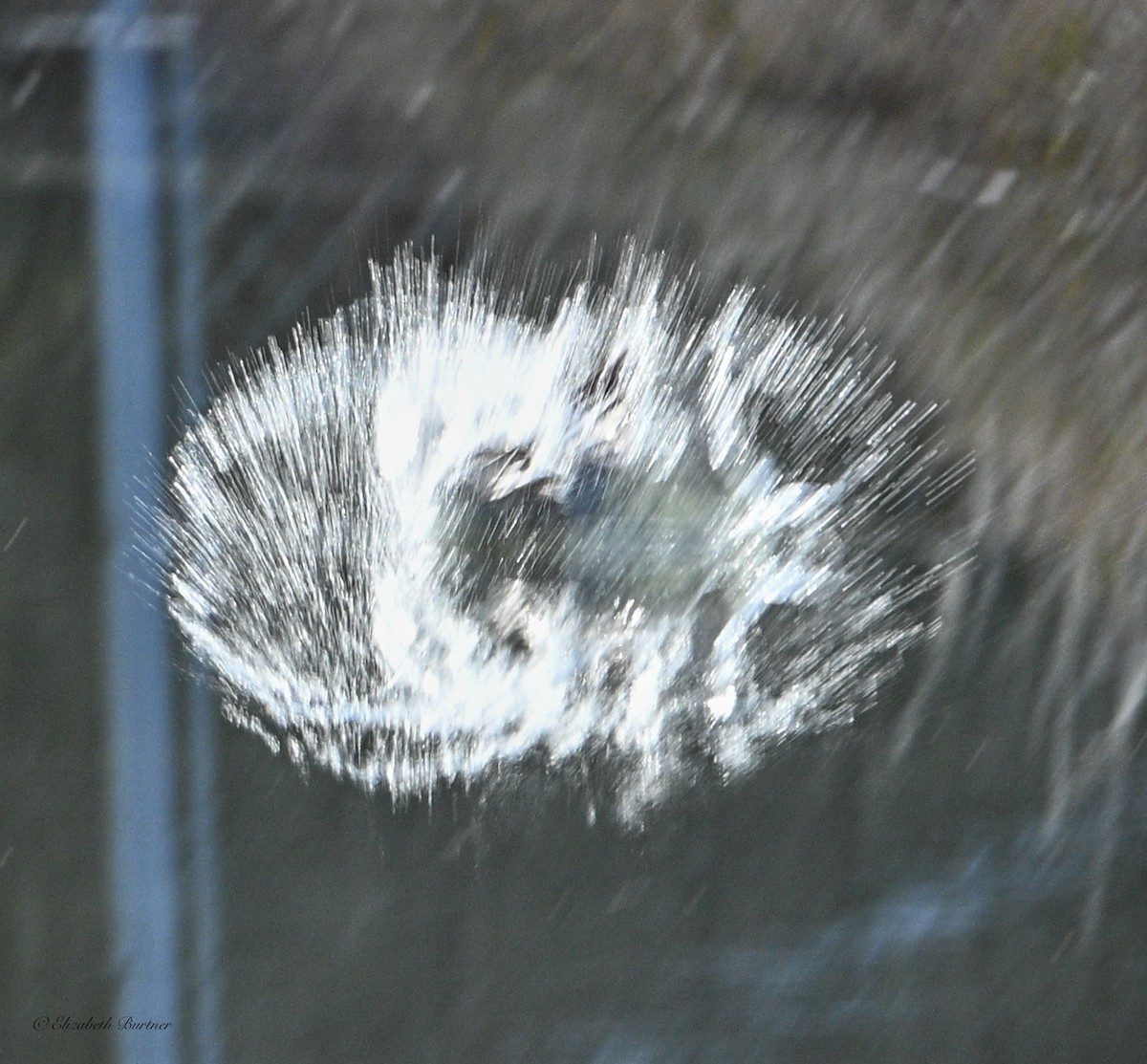 Belted Kingfisher - ML646498660