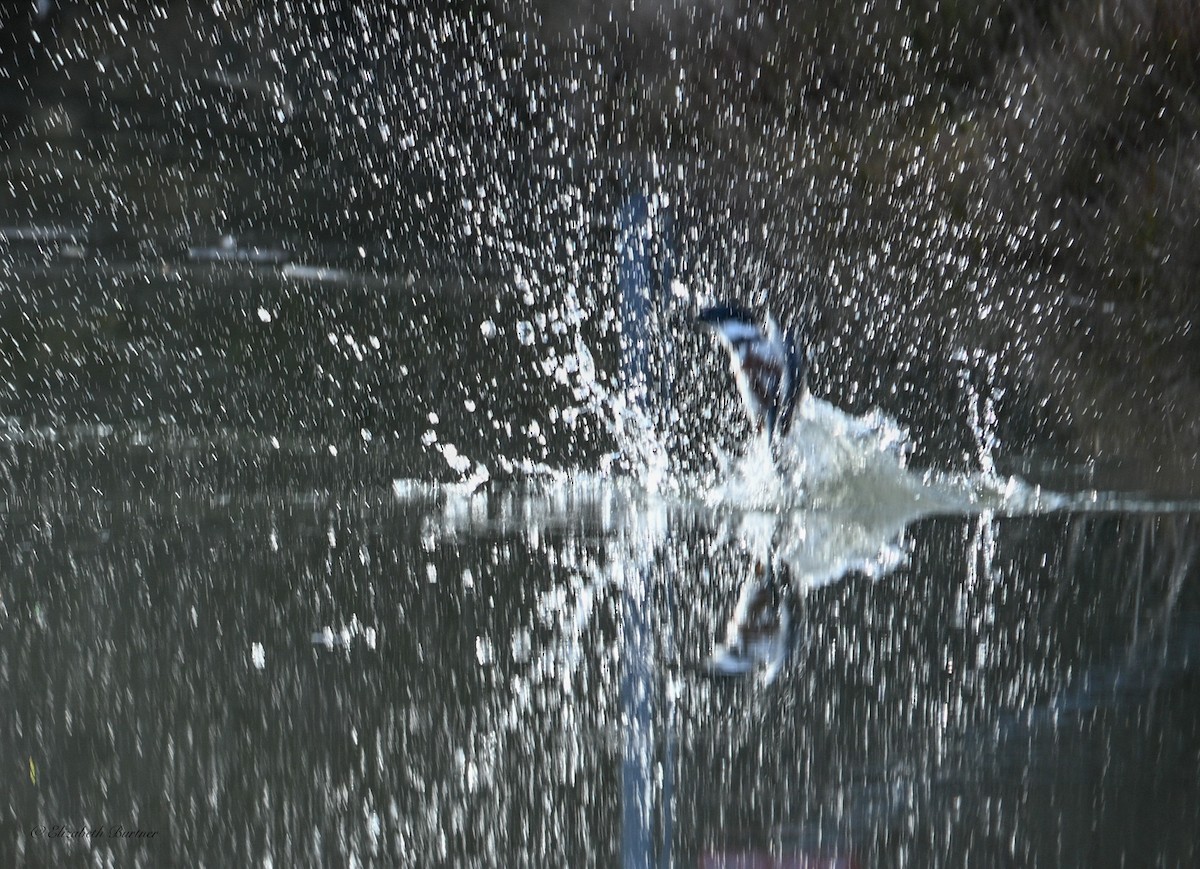 Belted Kingfisher - ML646498661