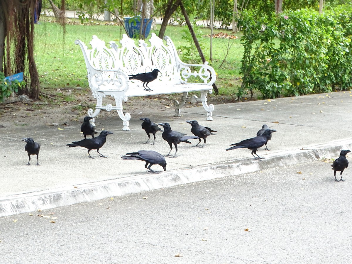 Large-billed Crow - ML646498662