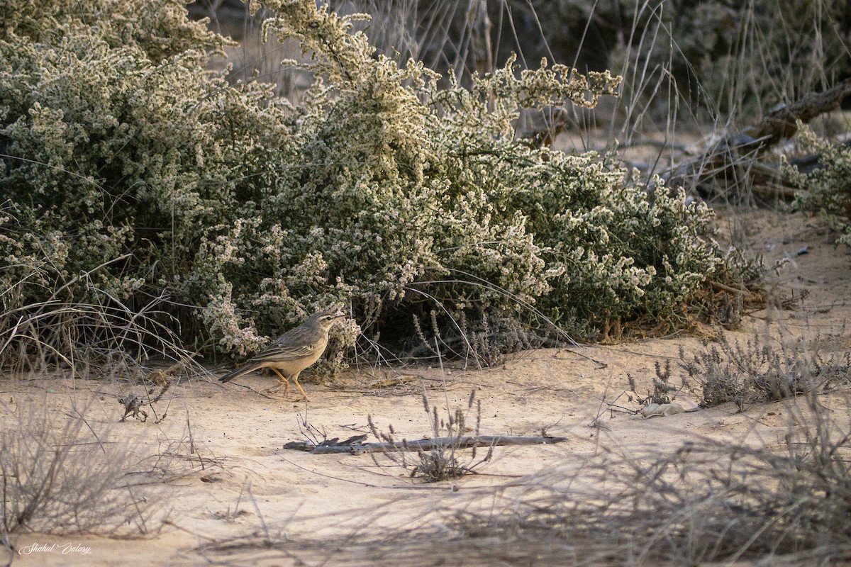 Long-billed Pipit - ML646498665