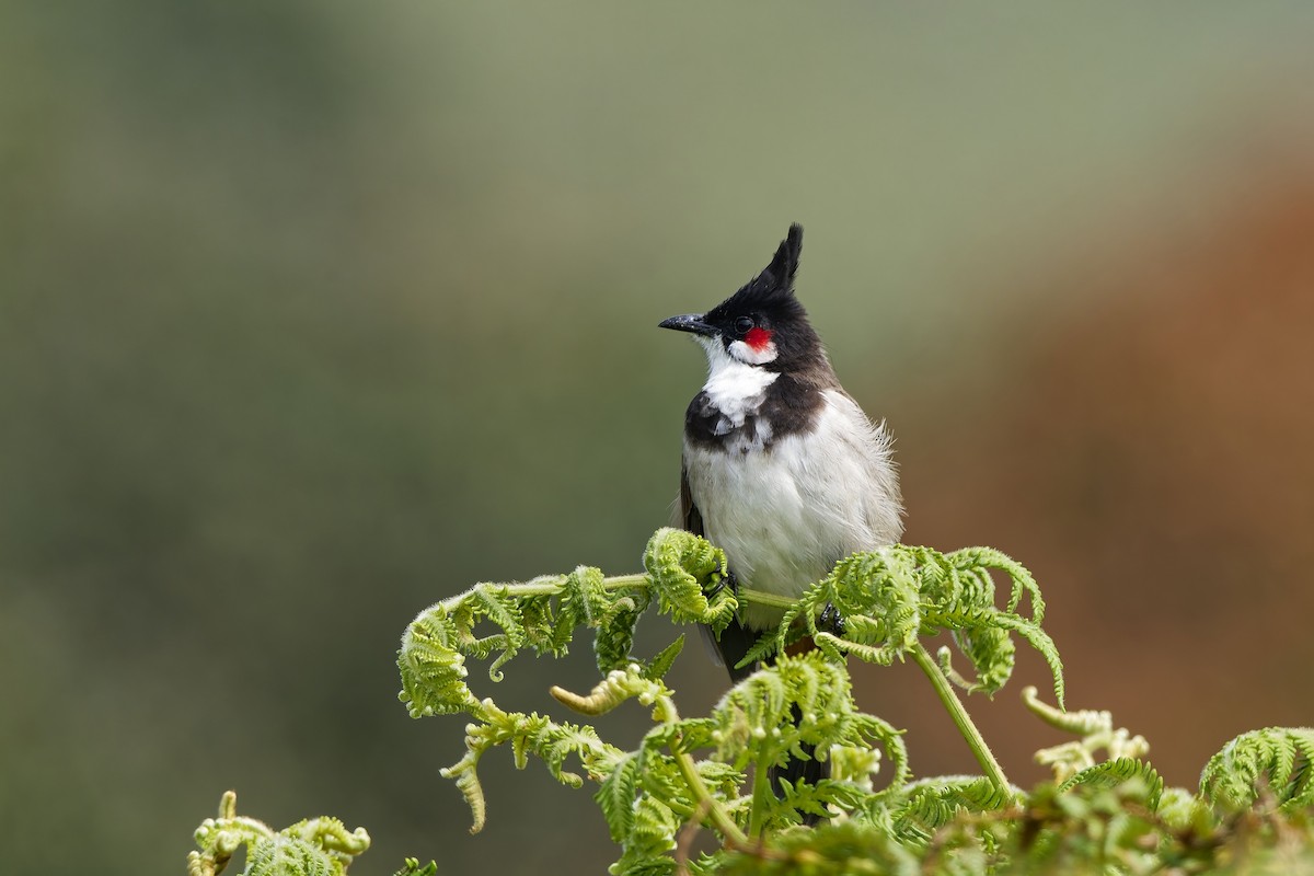 Red-whiskered Bulbul - ML646498668