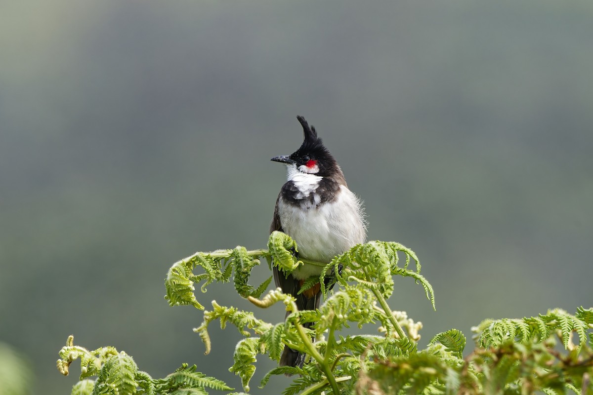 Red-whiskered Bulbul - ML646498669