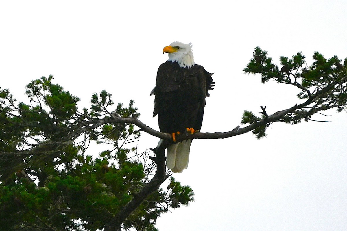 Pygargue à tête blanche - ML646498670