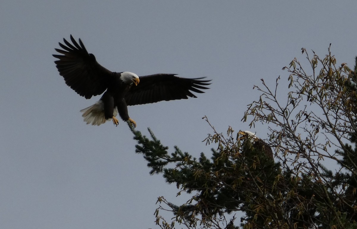 Pygargue à tête blanche - ML646498671