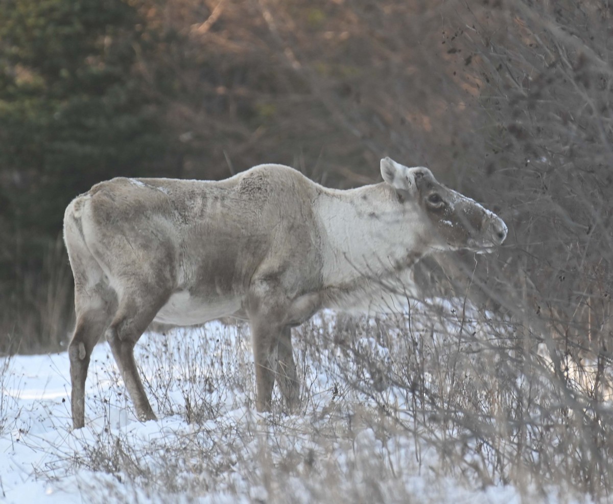 Woodland Caribou - ML646498672