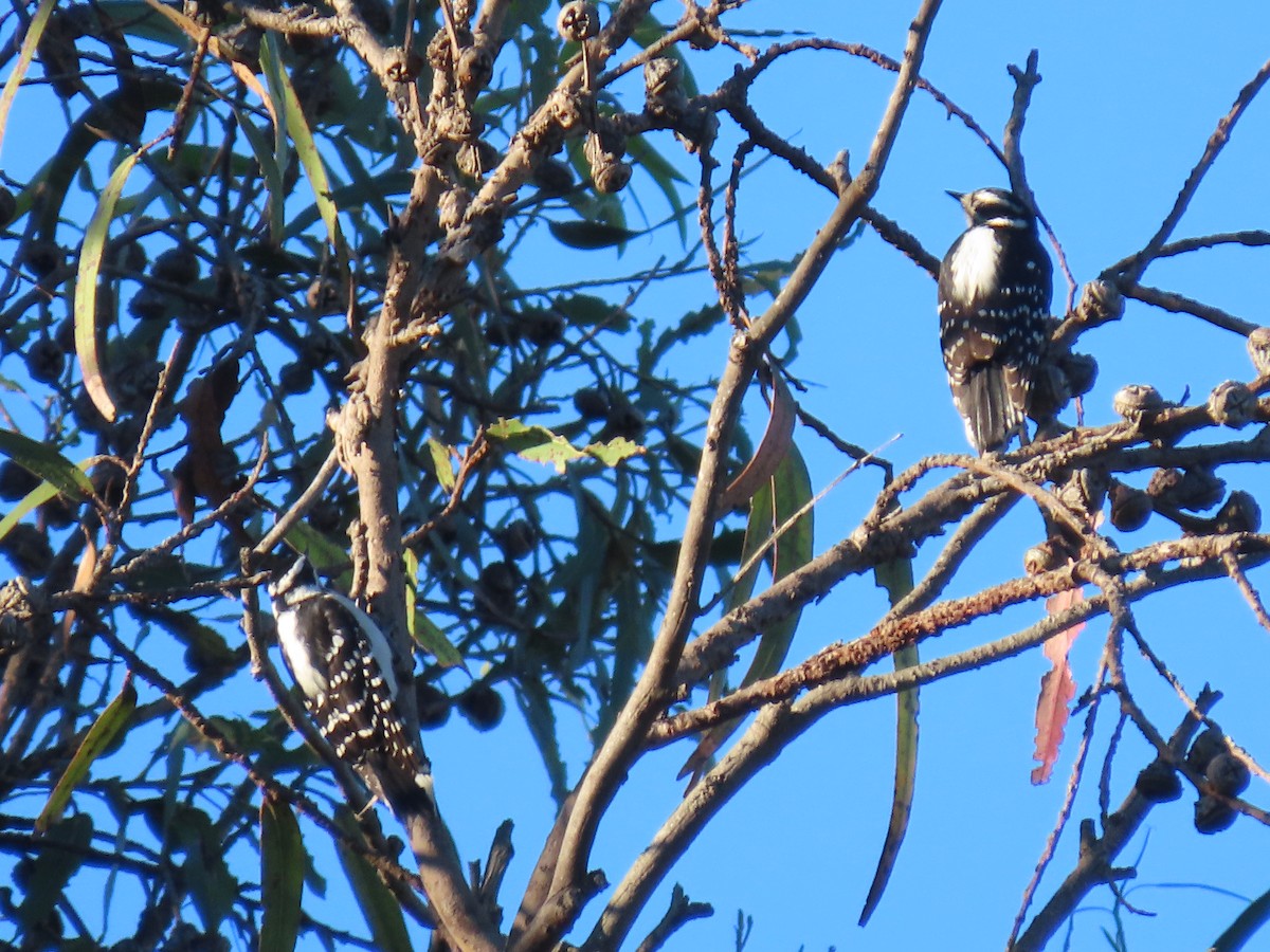 Downy Woodpecker - ML646498673