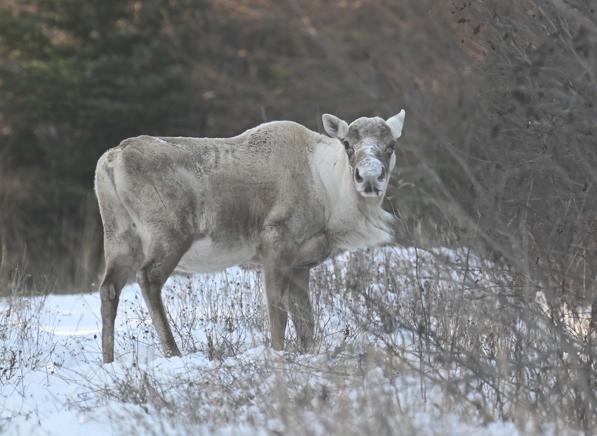 Woodland Caribou - ML646498674