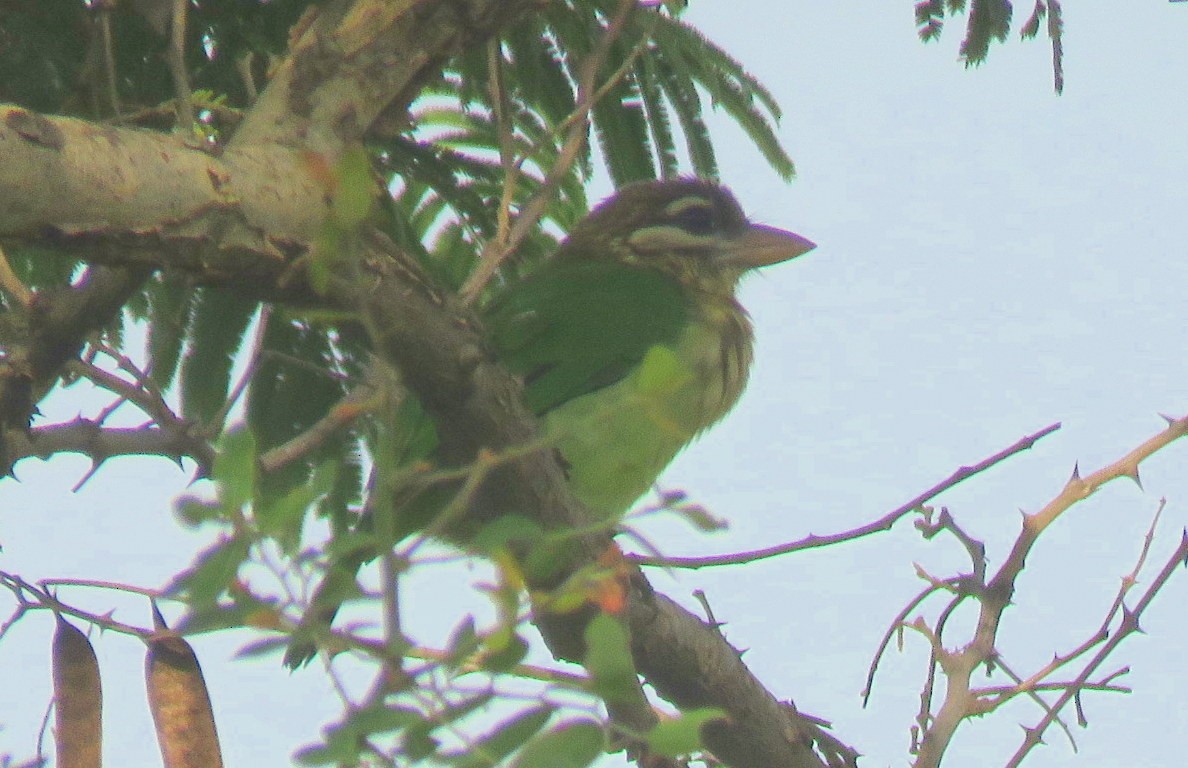 White-cheeked Barbet - ML646498689