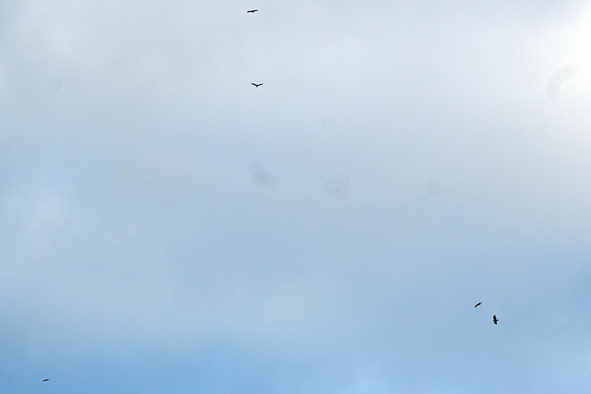 Pygargue à tête blanche - ML646498690