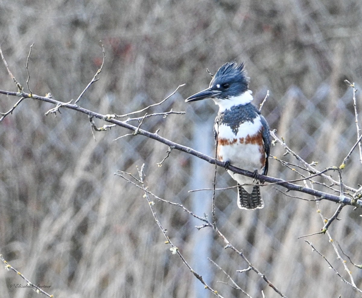 Belted Kingfisher - ML646498691